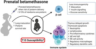 Immune System Remodelling by Prenatal Betamethasone: Effects on β-Cells and Type 1 Diabetes